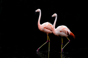 pink flamingo on a black background - obrazy, fototapety, plakaty