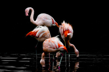 pink flamingo on a black background