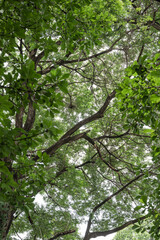 Green leaves on branch in tropical rainforest