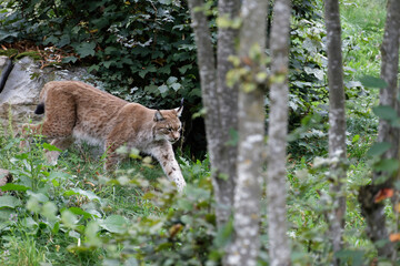 Luchs