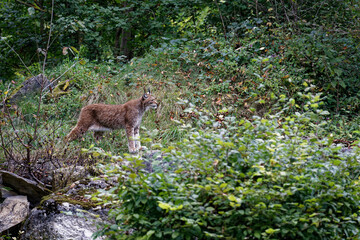 Luchs