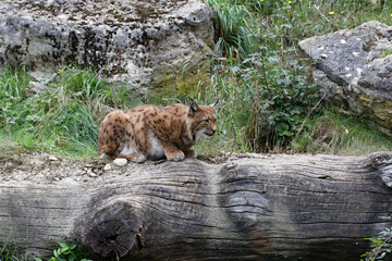 Luchs