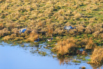 Cranes and Goose at water edge