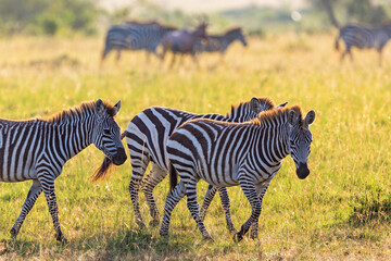 Zebras which walking on the savannah