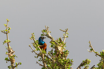 Superb starling sitting on a branch