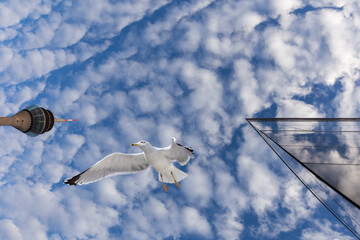 Germany, North Rhine Westphalia, Düsseldorf, Stadttor and Rheinturm