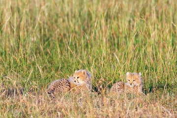 Two Cheetah cubs lying and resting in the savannah