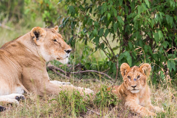 Lioness with a cub under a bush