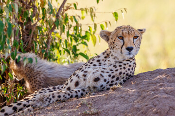 Cheetah lying and resting in the shade