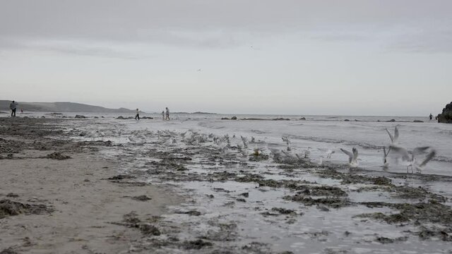 Flock of Seagulls Take Flight on Marazion Beach at St Michael's Mount in Cornwall near Penzance - Slow Motion