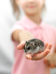 The Dzungarian gray hamster sits on the girl's outstretched hand (palm). Friendship of a child and an animal. the concept of caring and love for animals.