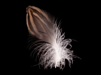 beautiful Mallard feather Anas  platyrhynchos close up