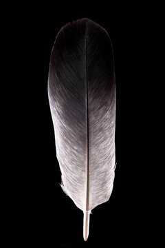 The feather of a wild pigeon Columba livia domestica on a black background