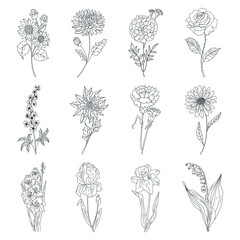 Sketch Floral Botany set. Variety flower and leaf drawings. Black and white with line art on white backgrounds. Hand Drawn Illustrations. Vector. Vintage styles.