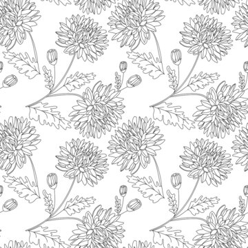 Seamless pattern with black outlined chrysanthemum flowers, buds, and leaves on white isolated background.