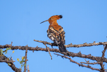 African hoopoe in its natural environment in Namibia