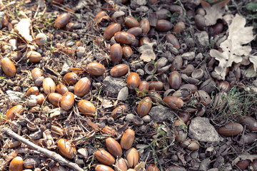 A pile of brown acorns covering the ground