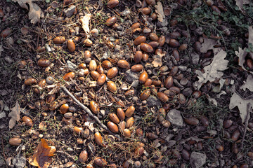 A pile of brown acorns covering the ground © Klochkov