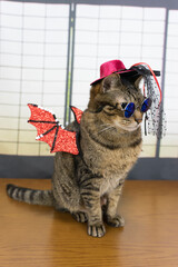 仮装したキジトラ猫