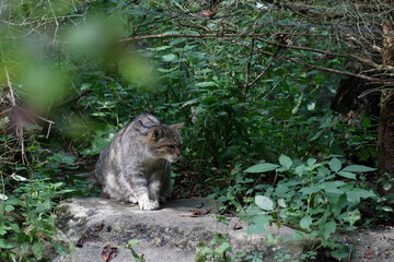 Wildkatze