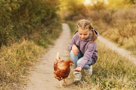 Farm animal. Cute little girl feeding chicken in countryside