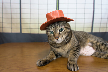 帽子をかぶったキジトラ猫