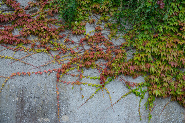 Ivy plant along wall in autumn colors