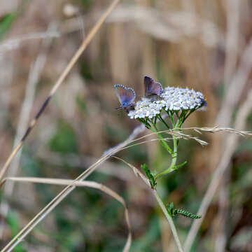 Common Blue Butterfly (Zizina Otis Labradus)