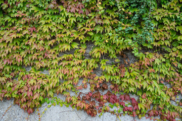 Ivy plant along wall in autumn colors
