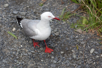 A Red-billed Gull (Chroicocephalus scopulinus) walking across some gravel