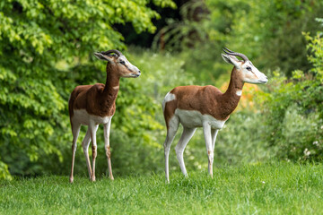Naklejka na ściany i meble Dama gazelle, Gazella dama mhorr or mhorr gazelle is a species of gazelle