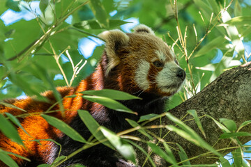 The red panda, Ailurus fulgens, also called the lesser panda.