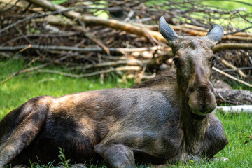 European Moose, Alces alces, also known as the elk