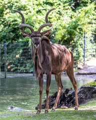 Greater kudu, Tragelaphus strepsiceros is a woodland antelope