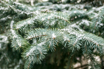 Branches of a Christmas tree closeup  with snow in winter