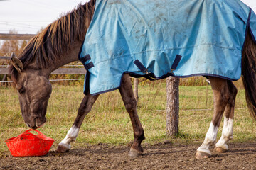 Lusitano horse in winter blanket eating meal from red rubber bowl outdoors. Horse mealtime outside...