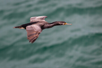 Spotted Shag (Phalacrocorax punctatus) flying over the sea