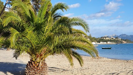 palm tree on the beach