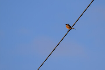 Common Stonechat (Saxicola rubicola) clinging to a wire