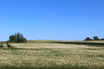 field, getreide, poel
