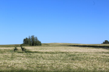 field, getreide, poel