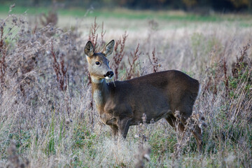 Female European Roe Deer (Capreolus capreolus) in a field of scrub