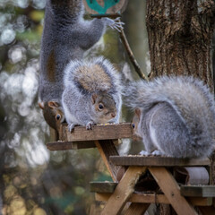 Grey Squirrel (Sciurus carolinensis) eating seed from a wooden table