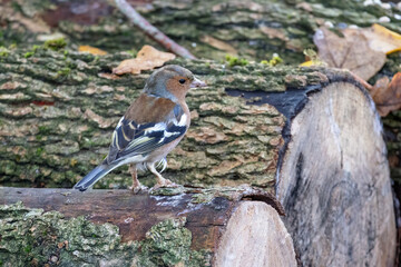 Chaffinch (Fringilla coelebs) standing on a dead tree