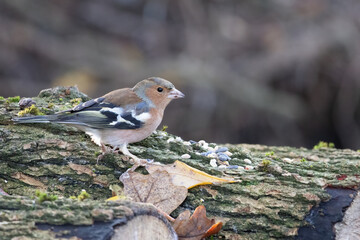 Chaffinch (Fringilla coelebs) standing on a dead tree