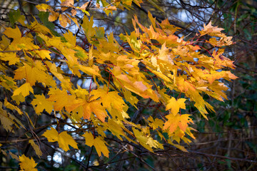 Sycamore tree sunlit with early morning  autumn sunshine in East Grinstead