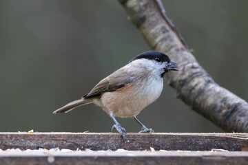 Fototapeta premium Blackcap (Sylvia atricapilla) foraging for food on a wooden seed tray