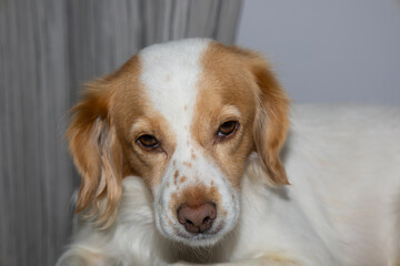 Cute kokoni dog relaxing on sofa