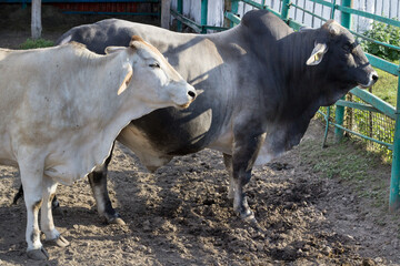 Bufalo family of big bull, white cow and cattle stand in zoo aviary yard