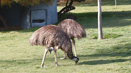 amazing cute animals in the zoo © Savas
